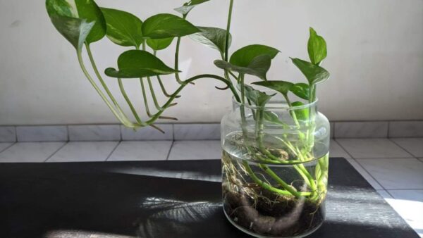 Pothos, como cultivá-lo em uma jarra: o procedimento passo a passo