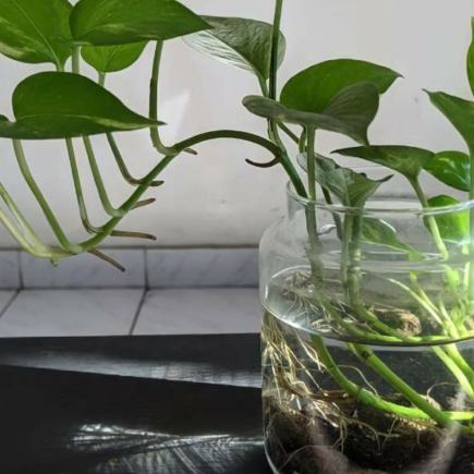 Pothos, como cultivar em vaso: o passo a passo.