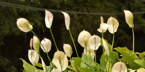 Poucos sabem que esses 3 truques fáceis de especialistas são suficientes para fazer o spataphyllum florescer e ser sempre exuberante.