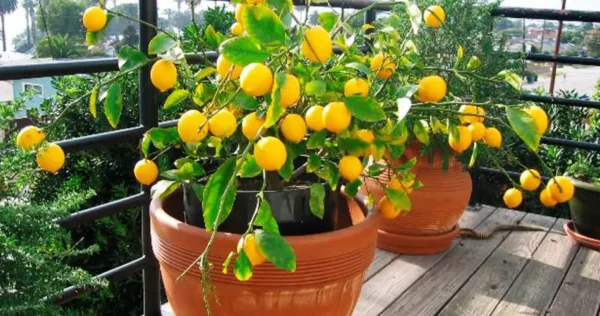 Poupe seu dinheiro! Veja como cultivar quantidades infinitas de limões em casa