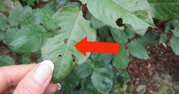 Preste atenção nestes 3 sinais da sua orquídea: você precisa replantá-la o mais rápido possível