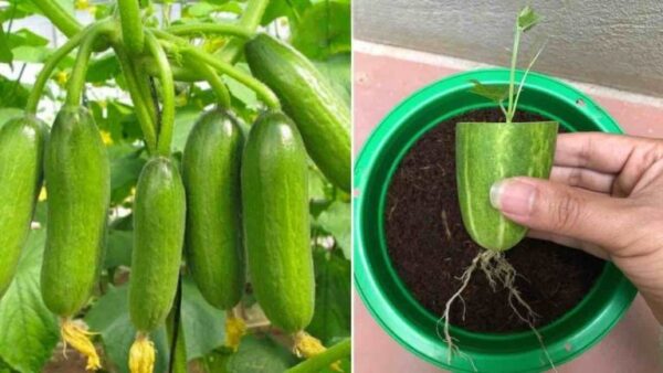 Propague pepinos desta forma