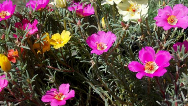 Portulaca grandiflora em flor