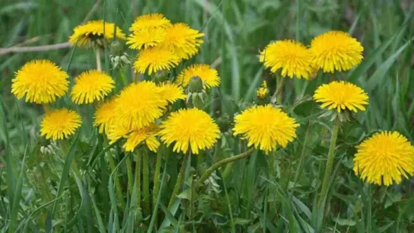 QUESTO FIORE INONDA TUTTI I CAMPI, MA TANTI LO IGNORANO: HA UN VALORE PREZIOSISSIMO