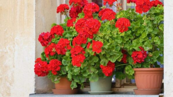 Quais plantas amam o calor e toleram esquecer de regar?