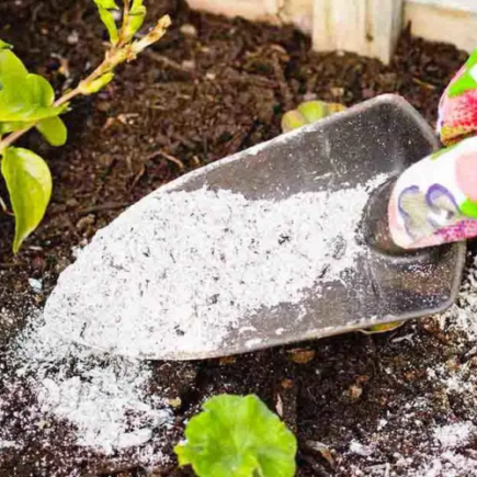Quais plantas não devem ser fertilizadas com cinzas no jardim?