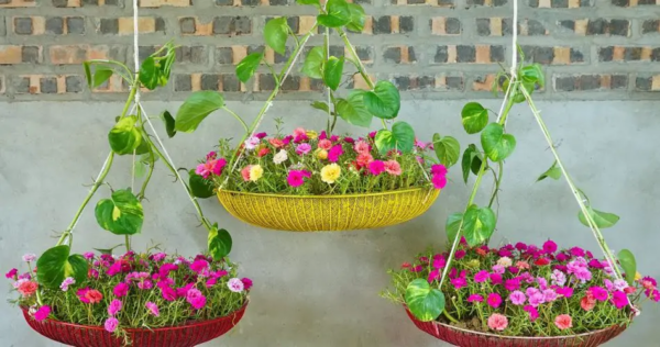 Quais são as melhores flores pendentes para pendurar em pleno sol? Nossa lista irá surpreendê-lo?