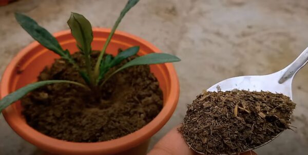 Quais são os benefícios do composto e como usá-lo corretamente