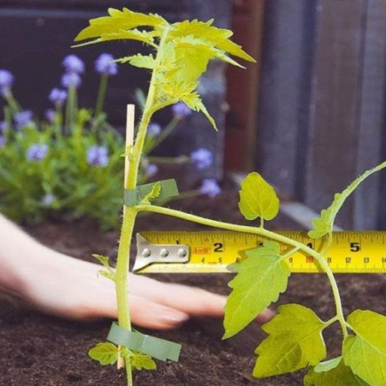 Qual a distância ideal entre as plantações de tomate?