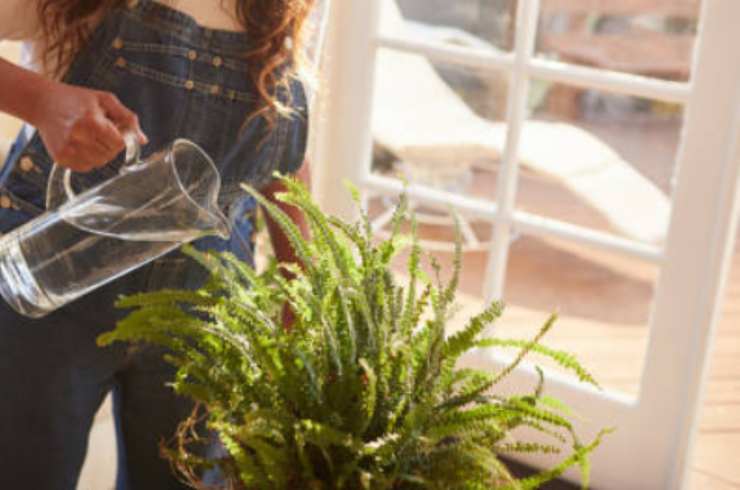 planta de rega planta de rega