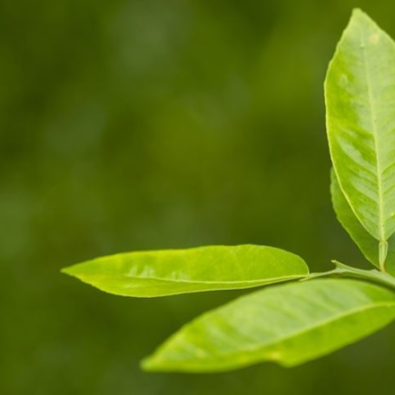 Quando as folhas do limão ficarem coloridas, evite o pior: o método recomendado por especialistas