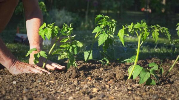 Quando o tomate é plantado? Tenha cuidado para não perder o mês se você quiser que eles suculentos