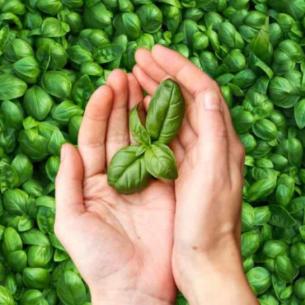 Quantidade infinita de manjericão grátis, faça para multiplicar em 2 momentos: o método real