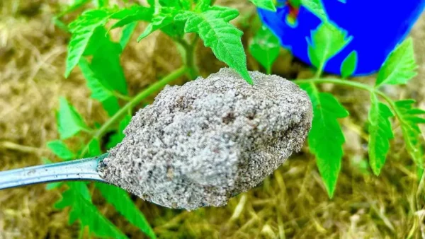 Quase todo mundo tem em casa, e é uma bomba natural para plantas nativas saudáveis