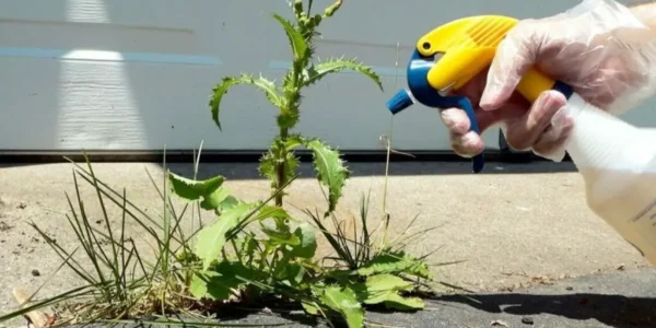 Quatro produtos domésticos para eliminar ervas daninhas indesejadas