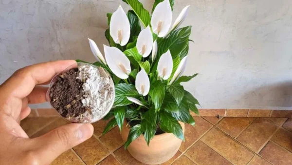 Questo rimedio vale oro per il giglio della pace, sarà sano e rigoglioso per anni