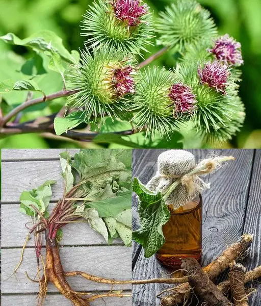 Raiz de bardana: um guia completo para seus benefícios e efeitos colaterais