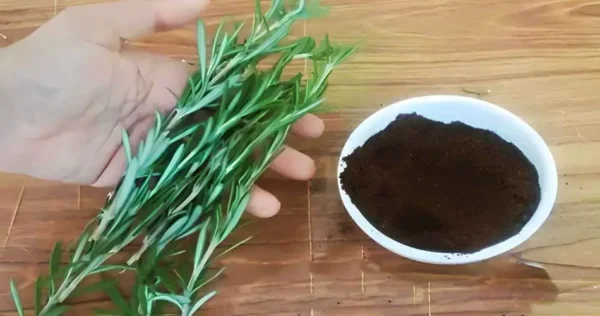 Ramos de alecrim e borra de café, se você combinar não vai parar: aqui está o porquê