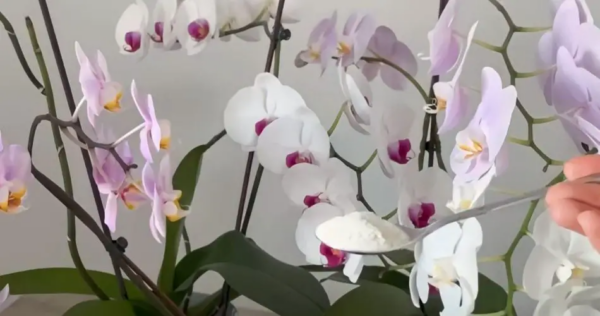 Raízes saudáveis ​​e flores abundantes, o segredo é dá-las às suas orquídeas