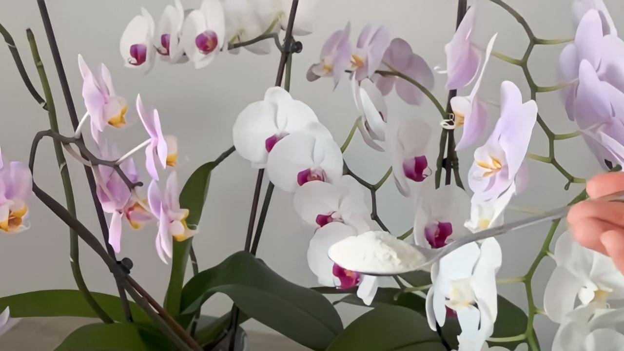 orquídeas