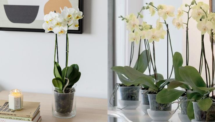 Plantas em vasos transparentes