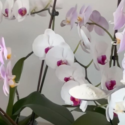 Raízes saudáveis ​​e flores exuberantes – o segredo é dar isso às suas orquídeas