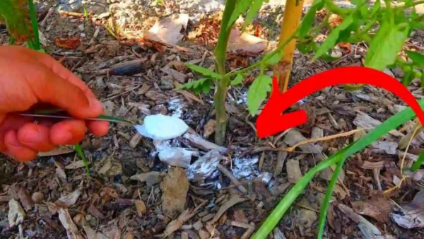 Razão inesperada pela qual é recomendado colocar bicarbonato de sódio em plantas