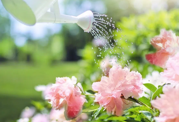 Rega: 3 dicas incríveis para conseguir lindas plantas