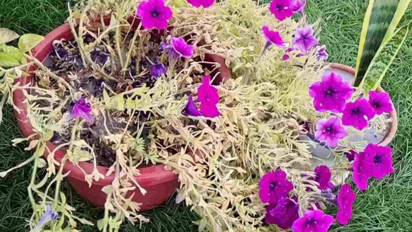 Regue as plantas que estão morrendo com isso e elas reviverão mais cedo