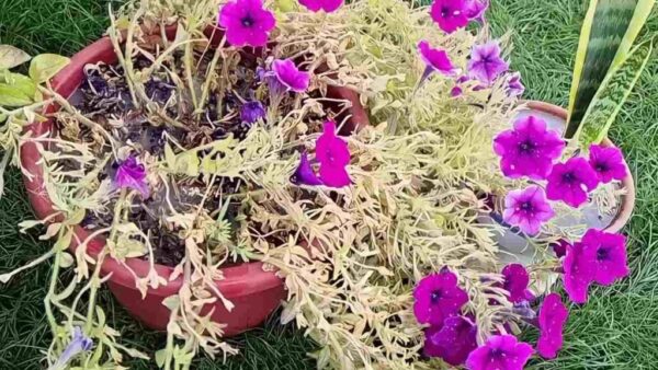 Regue as plantas que estão morrendo com isso, elas reviverão mais cedo