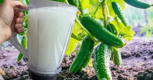 Regue os pepinos com este líquido e eles crescerão inesperadamente à noite