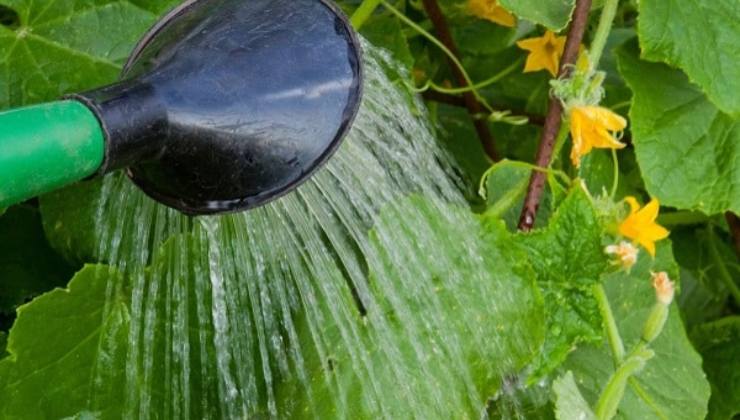 Irrigação Cetrioli Regue os pepinos