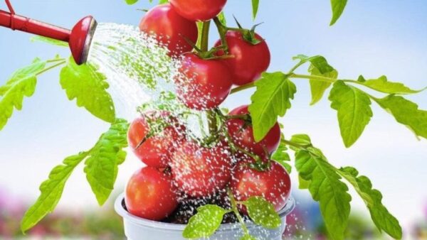 Regue os tomates com ele: as plantas ficarão fortes e frutíferas