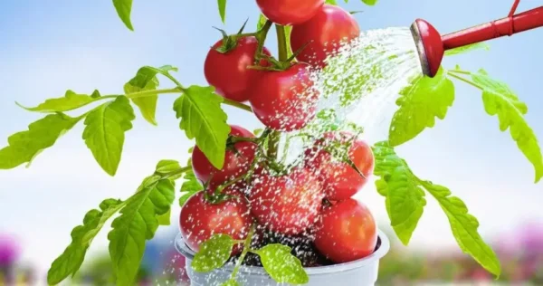 Regue os tomates com isto: as plantas ficarão fortes e férteis.