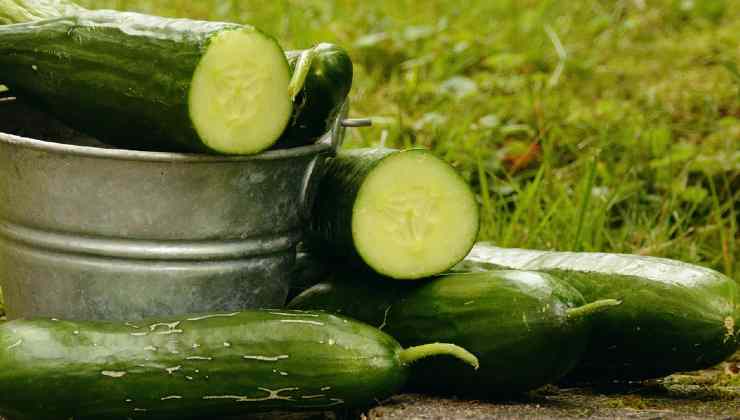 Cultivo e nutrição de pepinos