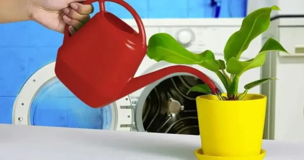 Regue suas plantas com água da máquina de lavar – muitos jardineiros fazem isso, o motivo é ótimo
