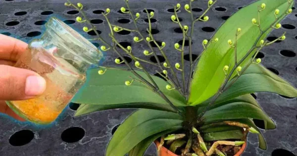 Regue todas as plantas com esta água: até as flores mais secas florescerão