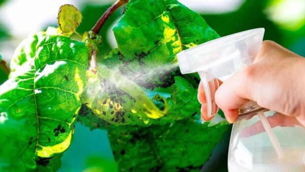 Remédio caseiro para eliminar pulgão das plantas por alguns centavos: está na cozinha