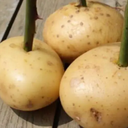 Reproduz rosas facilmente e com resultados surpreendentes!