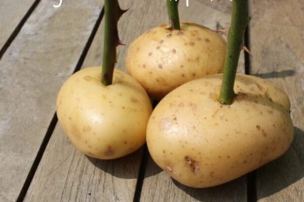 Reproduza rosas facilmente e com resultados surpreendentes!