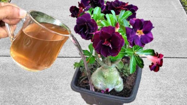 Ressuscite plantas mortas ou secas em segundos: regue-as sempre assim