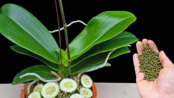 Revitalize as suas flores com este simples gesto: veja-as florescer durante três anos!