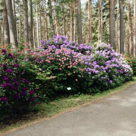 Rododendro: a árvore florida da Grécia antiga