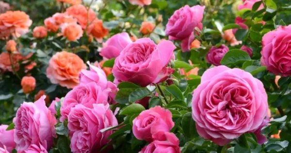Rosas bonitas e saudáveis: siga estas 5 dicas para um jardim exuberante
