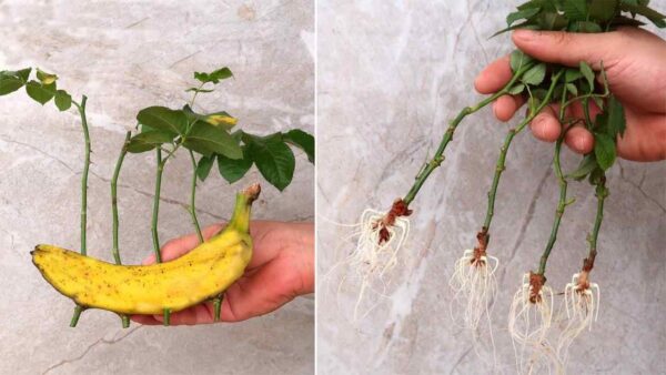 Rosas, como multiplicá-las infinitamente com uma banana – seus vizinhos ficarão com ciúmes