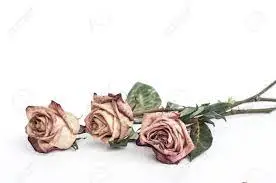 Rosas mortas: como trazê-las de volta à vida? Você terá flores esplêndidas