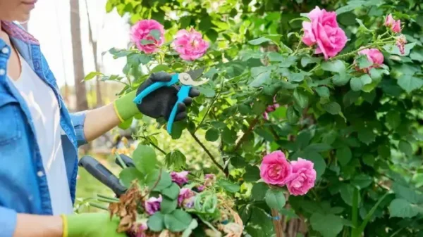 Rosas: podá-las bem para flores exuberantes