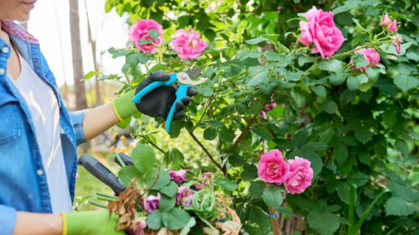 Rosas: podá-las bem para uma floração luxuriante