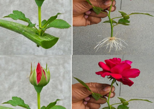 Rosas que florescem o ano todo: aprenda como cultivá-las!