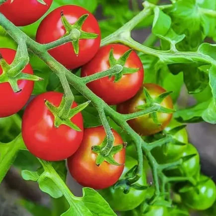 Rotação de culturas: por que evitar plantar tomate e cebola no mesmo lugar?